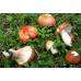Мицелий Сыроежки болотной / Поплавуха (Russula paludosa) Мицелий Сыроежки болотной / Поплавуха (Russula paludosa)